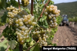 Збір врожаю винограду на виноградниках «Масандри» в Криму